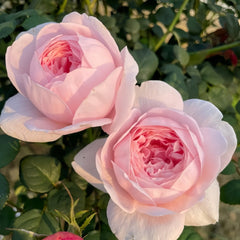 Queen of Sweden Rose Plant|瑞典女王 image 3