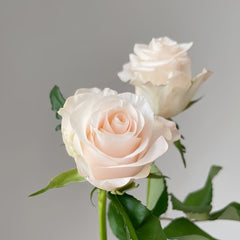 Cynthia Rose Plant|辛西娅 image 2