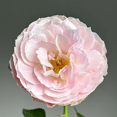 Youqing Rose Plant|有晴 image 2