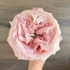 Norma Jean Rose Plant|诺玛珍 image 2