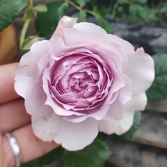 Antique Watch Rose Plant|古董怀表 image 2