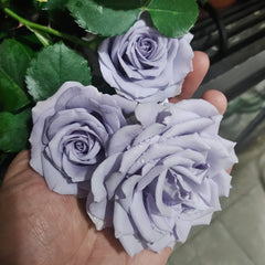 Turn Blue Rose Plant|转蓝 image 3