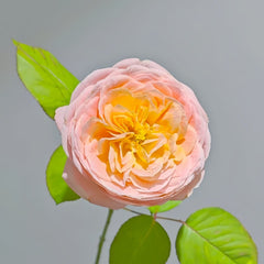 Wutongyue Rose Plant|梧桐月 image 2