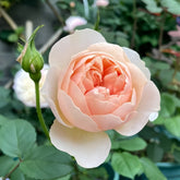 The Shepherdess Rose Plant|牧羊女 image 0