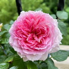 Traumerei Rose Plant | 梦幻曲 image 1