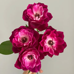 Burgundy lceberg Rose Plant|葡萄冰山 image 1
