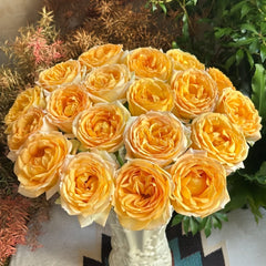 Cote d'or Rose Plant|金丘 image 0