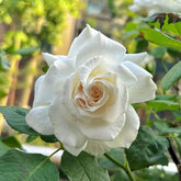 Annapurna Rose Plant|冰峰 image 0