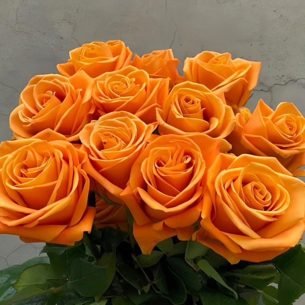 Nexus Rose Plant|关系 image 0