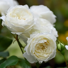 Snowball Forever Rose Plant|永恒之雪 image 2