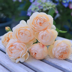 Wollerton Old Hall Rose Plant|沃勒顿老庄园 image 2