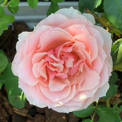 Parle moi Rose Plant|侧耳倾听 image 0