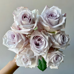 Bounty Way Rose Plant|赏金之路 image 0
