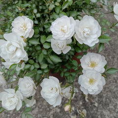 Yukihime Rose Plant|雪姬 image 2