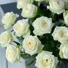 Blanche Elegance Rose Plant|白荣耀 image 3
