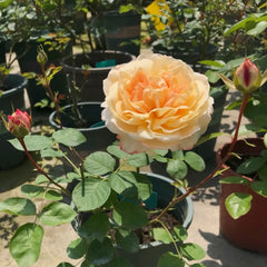 Yves Classical perfume Rose Plant|伊芙古典香水 image 2