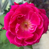 Soft Fragrant Red Rose Plant|软香红 image 0