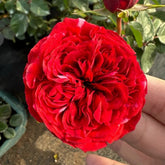 Roseberry Rose Plant|玫瑰浆果 image 0