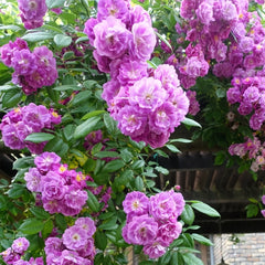 Purple Skyliner Rose Plant|紫色客机 image 1