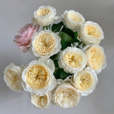 Royal Park Rose Plant|皇家园林 image 0