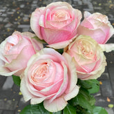Lyon Llumieres Rose Plant|优雅 image 0