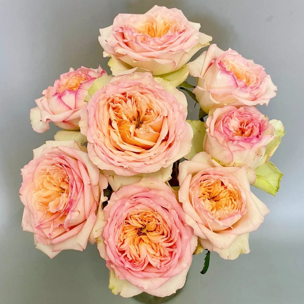 Butterfly Princess Rose Plant|蝴蝶公主 image 0