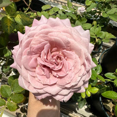 Memoire Rose Plant|回忆录 image 2