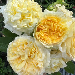 Sicilienne Rose Plant|西西里舞曲 image 3