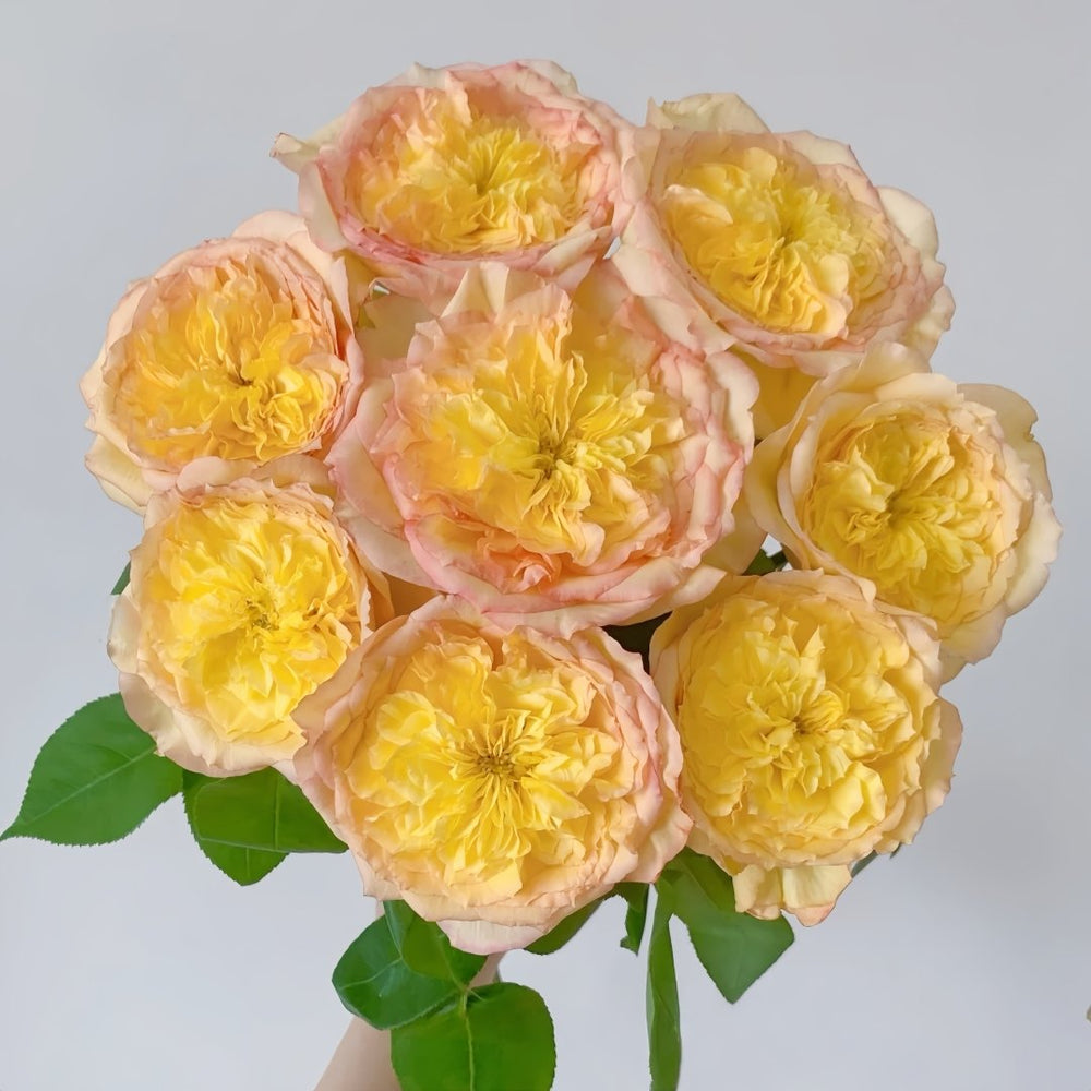 Henri Delbard Rose Plant|橘子酱 image 0
