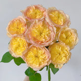 Henri Delbard Rose Plant|橘子酱 image 0