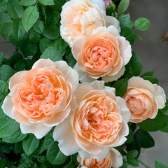 Ambridge Rose Plant|安布里奇 image 2