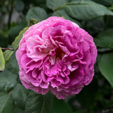 Huddersfield Choral Society Rose Plant|合唱团 image 0