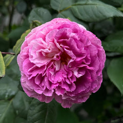Huddersfield Choral Society Rose Plant|合唱团 image 0