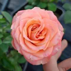 Garden City Rose Plant|花园城市 image 2