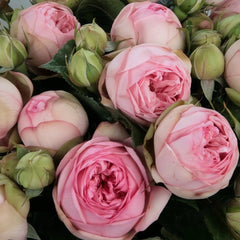 Charming Piano Rose Plant | 妩媚钢琴 image 0