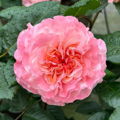 Augusta Luise Rose Plant| 奥古斯塔路易斯 image 0