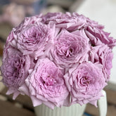 Colin Craven Rose Plant|柯林克莱文 image 0