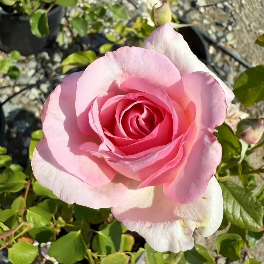 Neo cherry shallow Rose Plant |新浅樱桃 image 0