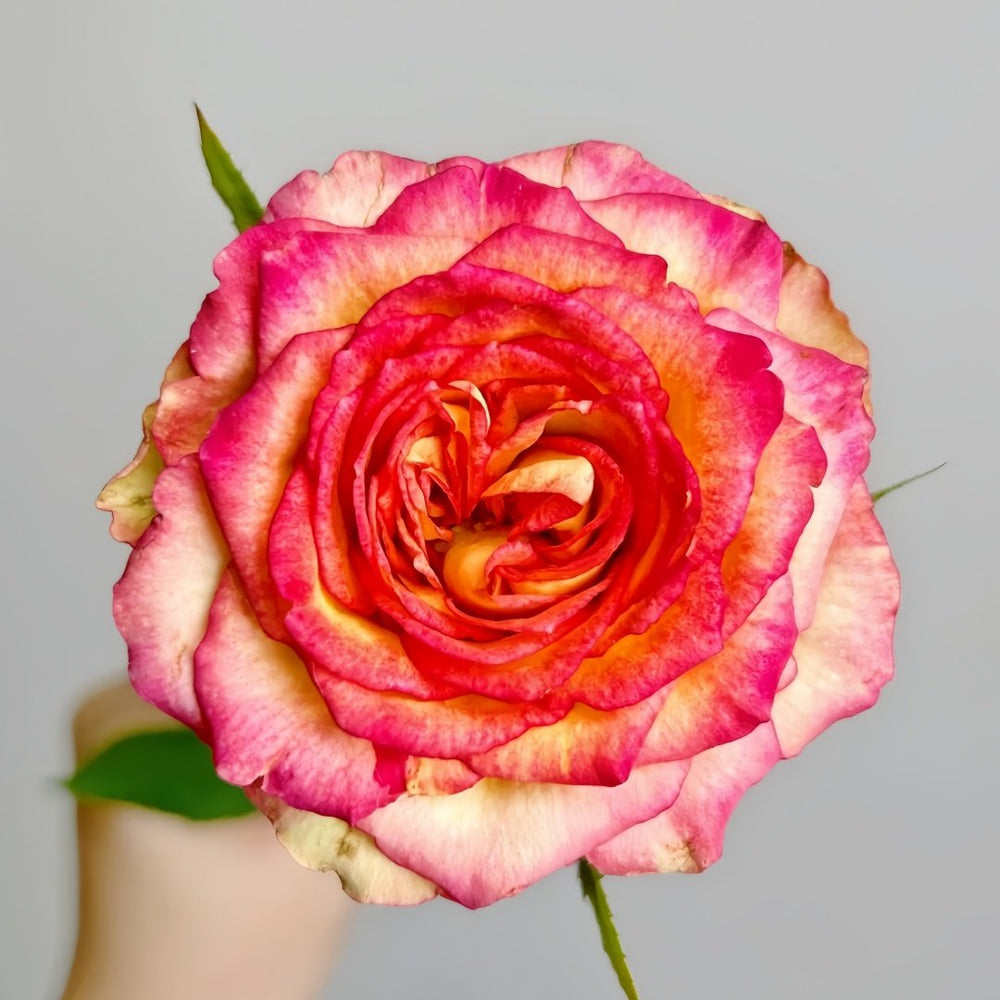 Norway forest Rose Plant|挪威森林 image 0