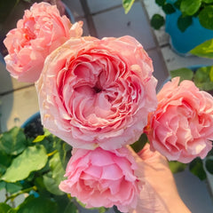 Julietta Rose Plant|朱莉叶塔 image 2