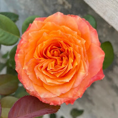 Orange Romantica Rose Plant|浪漫橙色 image 1