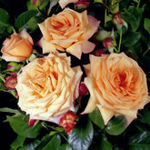 Barock Rose Plant|巴洛克 image 0