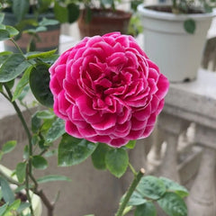 Marie Rose Plant|玫瑰玛丽 image 1