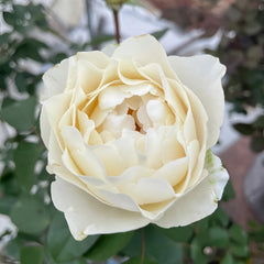 Yves Cullum Rose Plant|伊芙卡勒姆 image 1