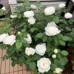Yves Wedding Road Rose Plant|伊芙婚礼之路 image 3