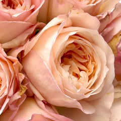 Tie Dye Rose Plant|扎染 image 2