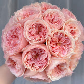 Salmanasar Rose Plant|萨尔曼莎 image 0