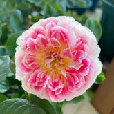 Holiday Island Guernsey Rose Plant|根西/假日岛芍药 image 0