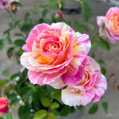 Claude Monet Rose Plant|莫奈 image 3