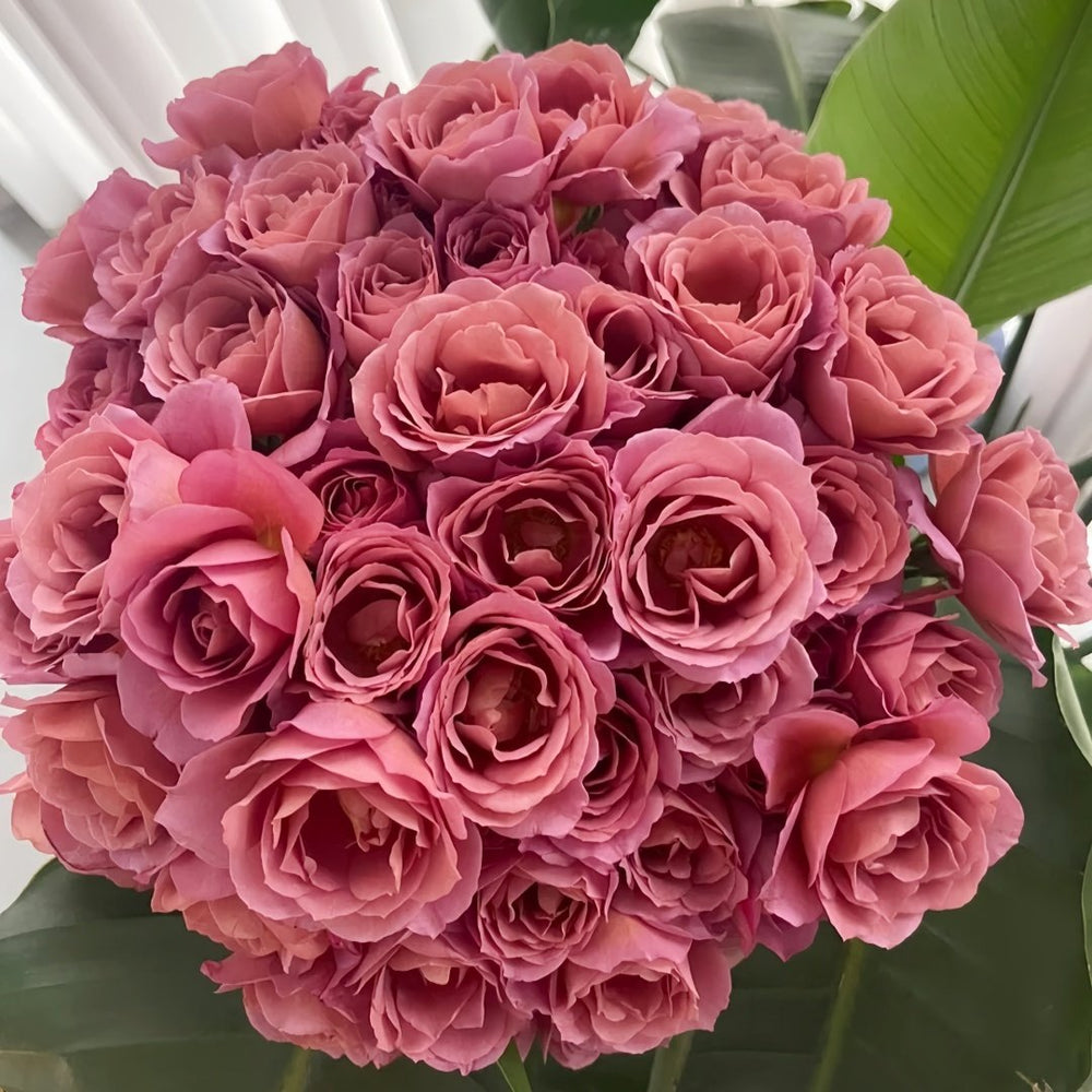 Aoi-fuga Rose Plant|葵-风雅 image 0